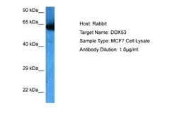 DDX53 Rabbit anti-Human, Polyclonal, Novus Biologicals 0.1ml; Unconjugated:Antibodies,